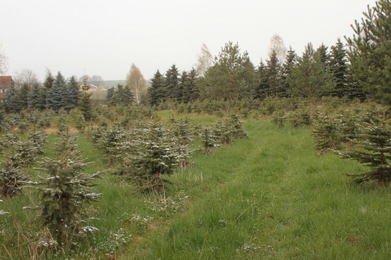 Stromy v lese použitelné na Vánoce